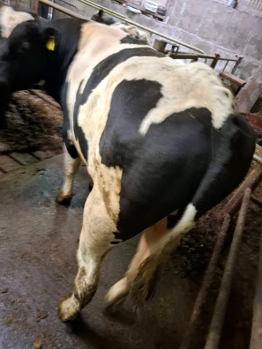 Teaser bull - Image 3