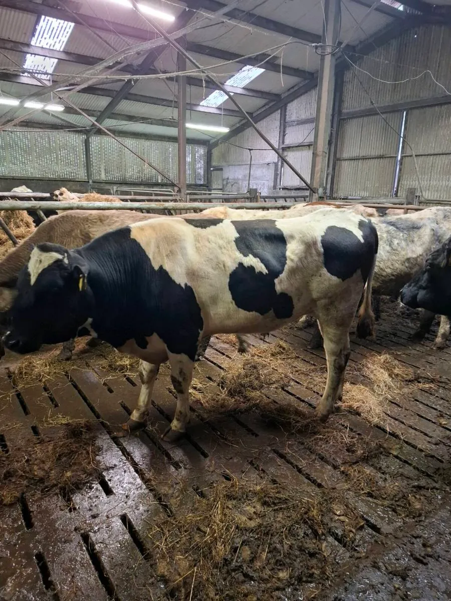 Teaser bull - Image 4