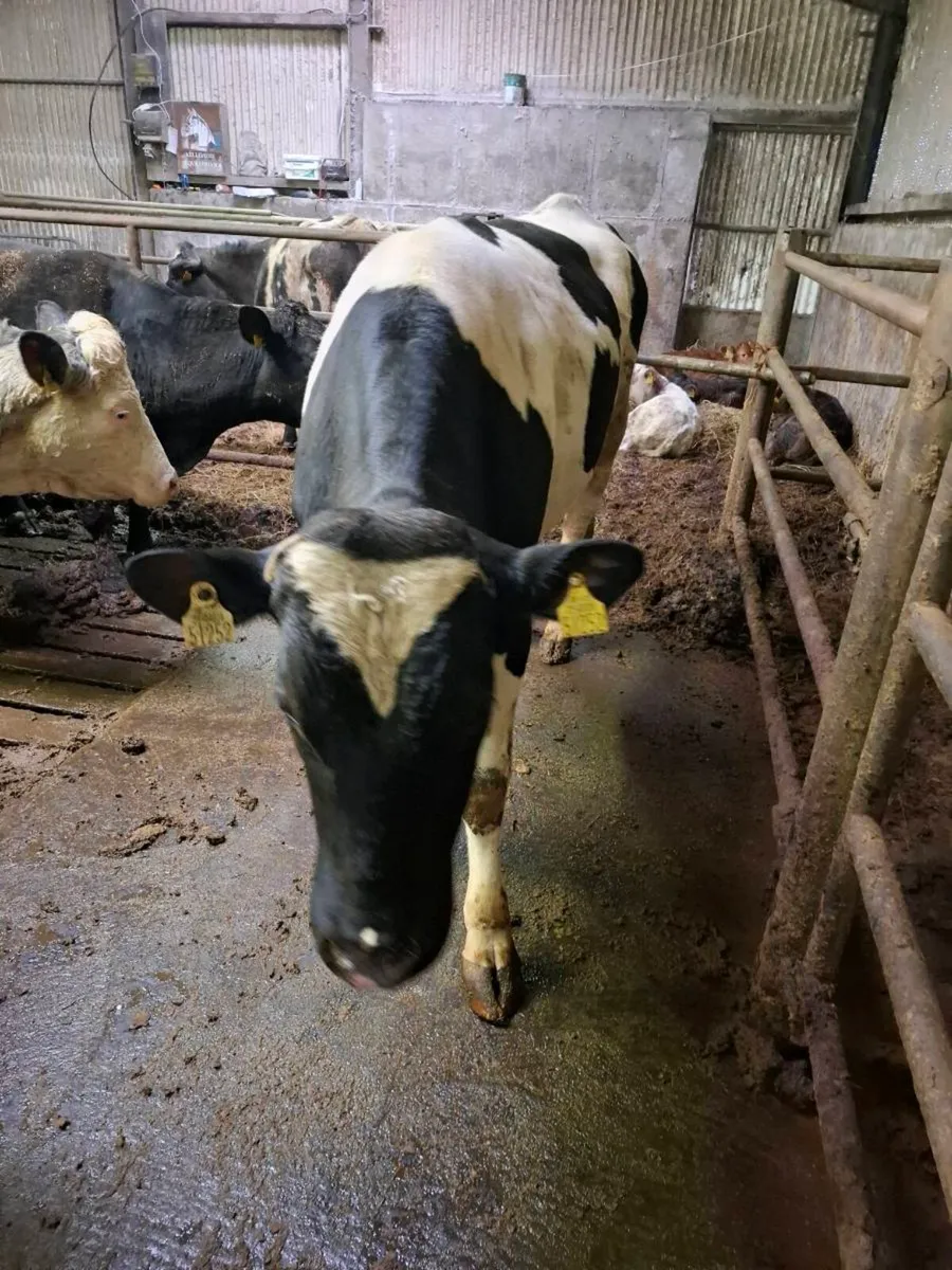 Teaser bull - Image 1