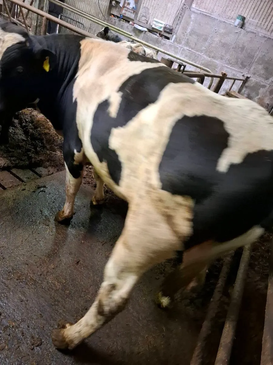 Teaser bull - Image 2