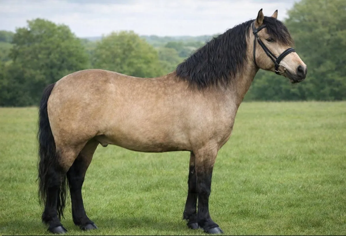 Well Bred Connemara Colt - Image 2