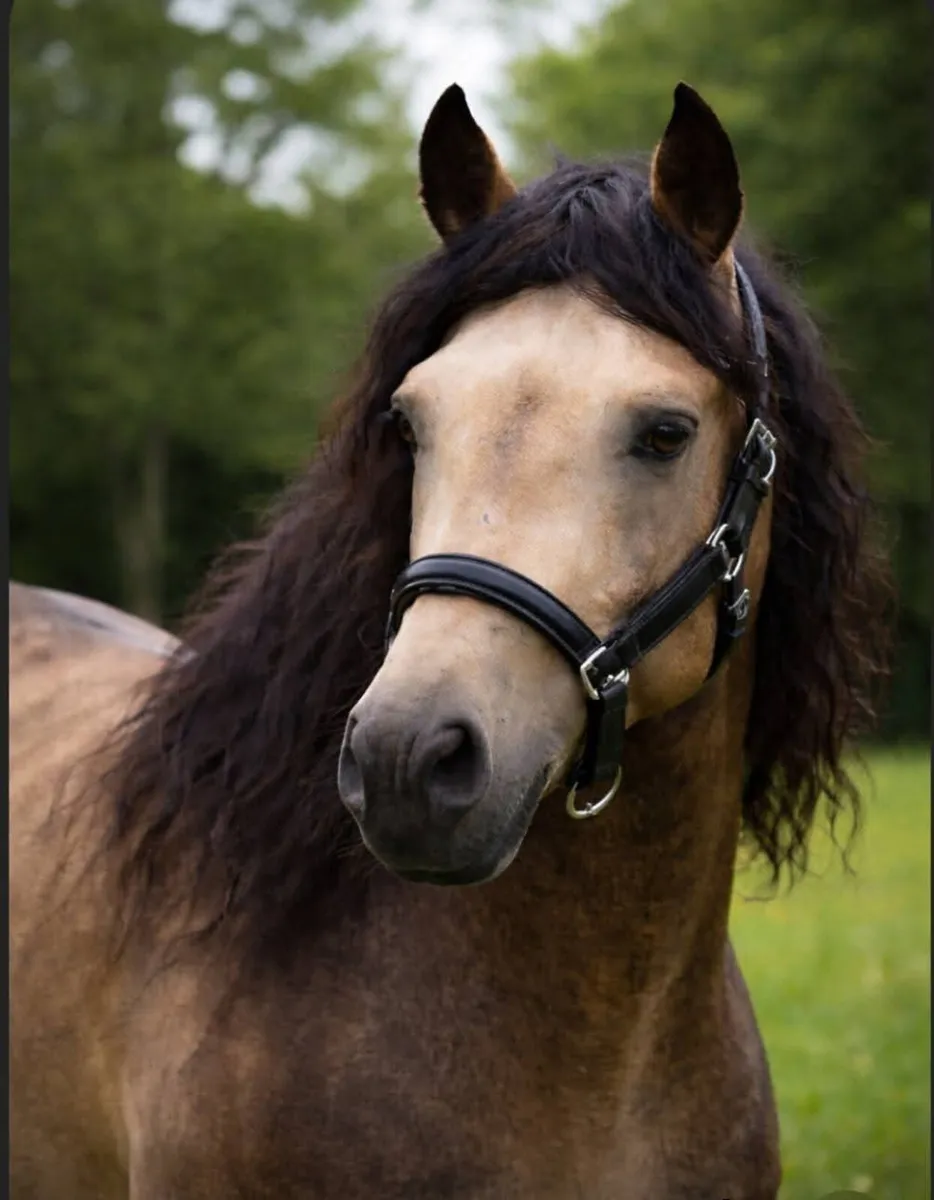 Well Bred Connemara Colt - Image 4