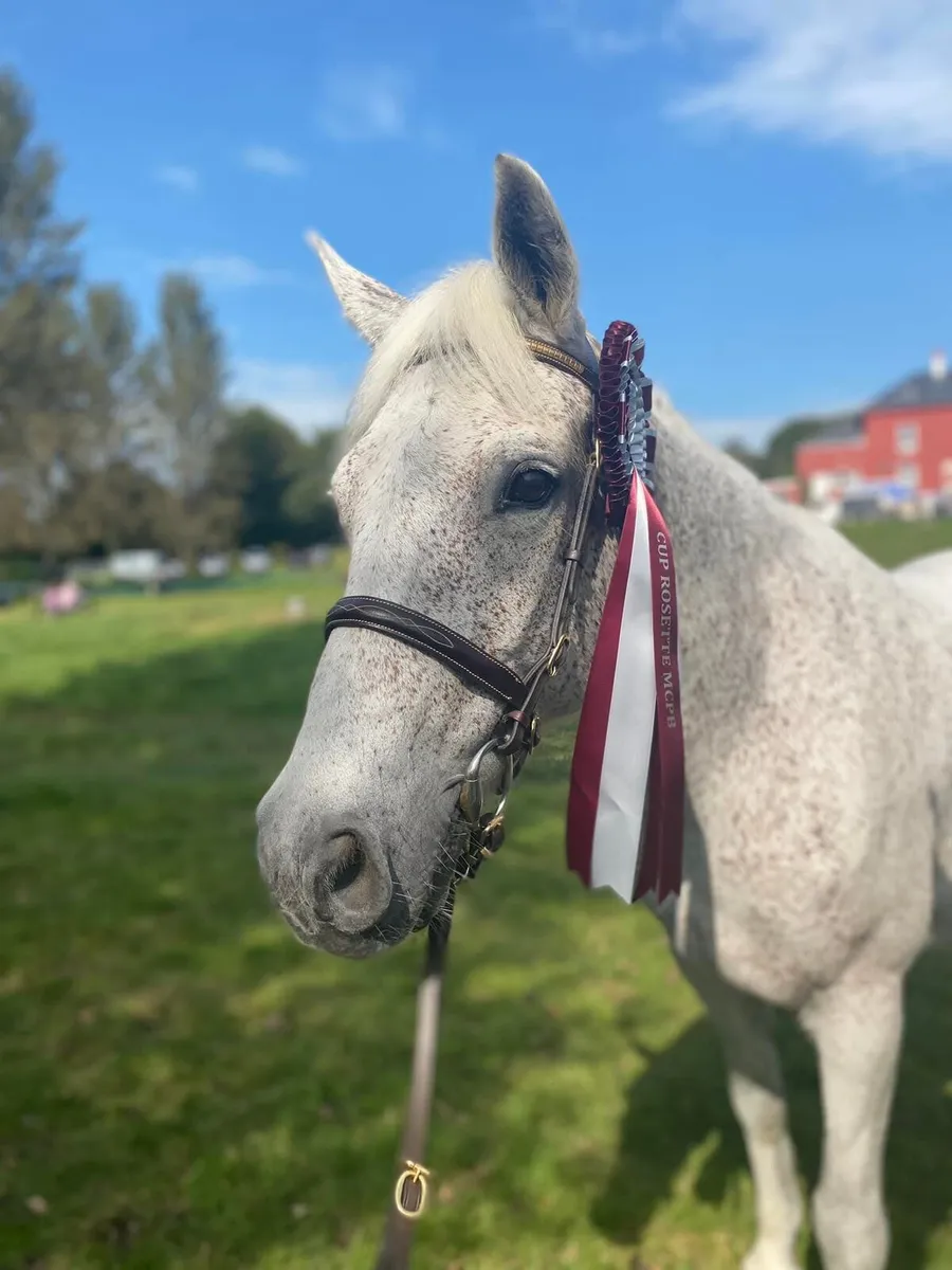 Well Bred Connemara Colt - Image 3