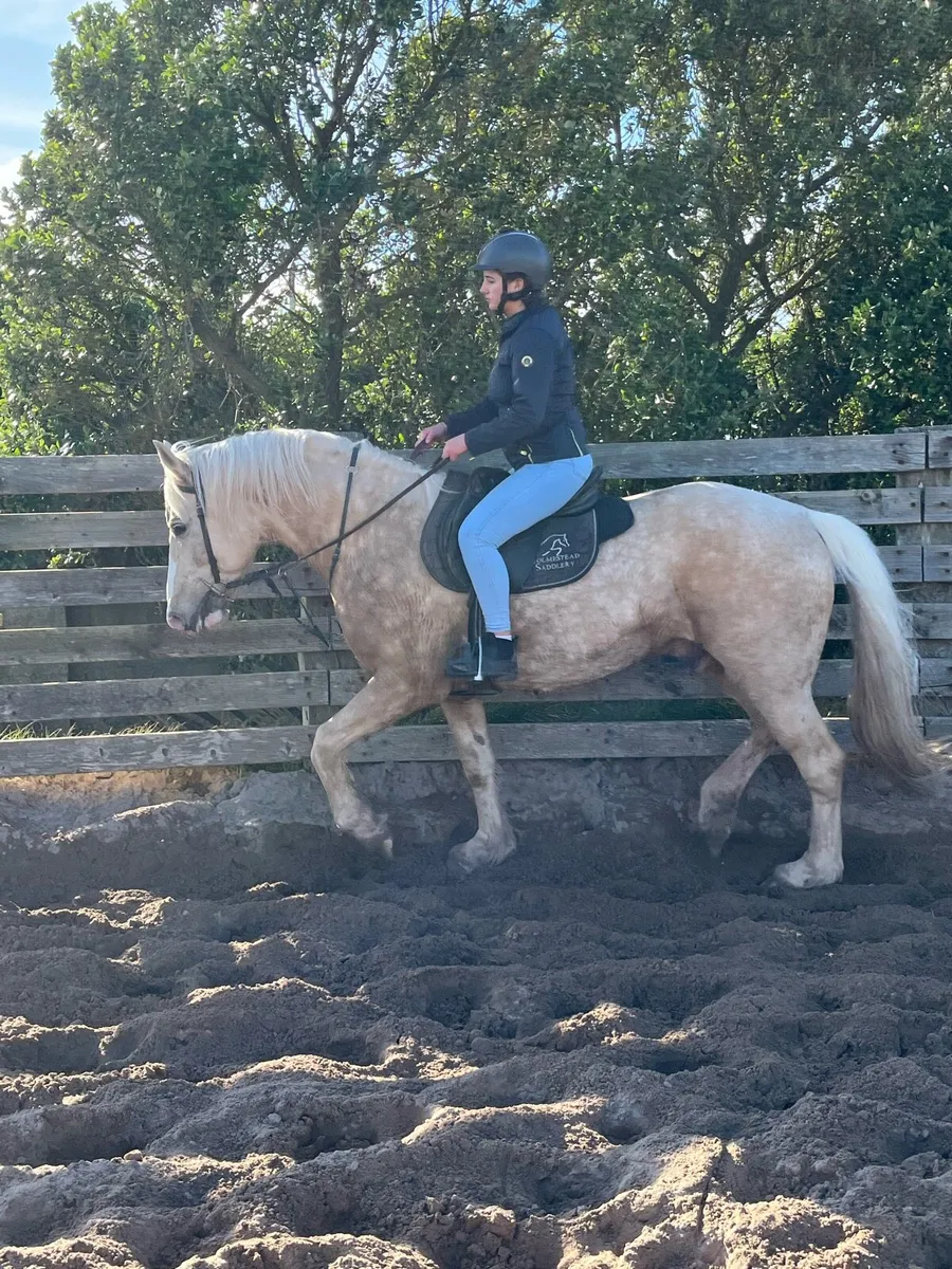 8yr old stallion - Image 1