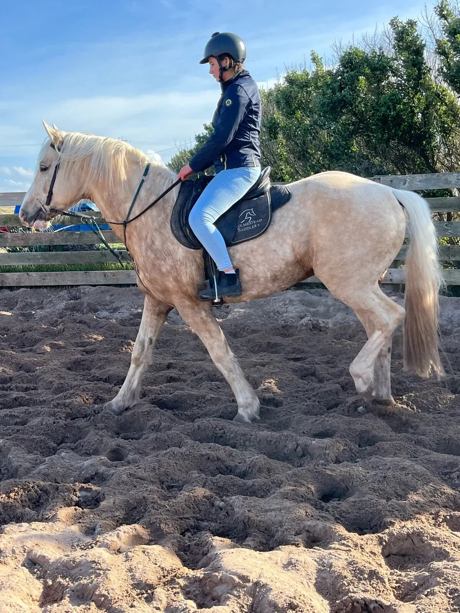 8yr old stallion - Image 2