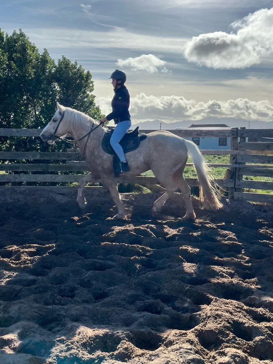 8yr old stallion - Image 3