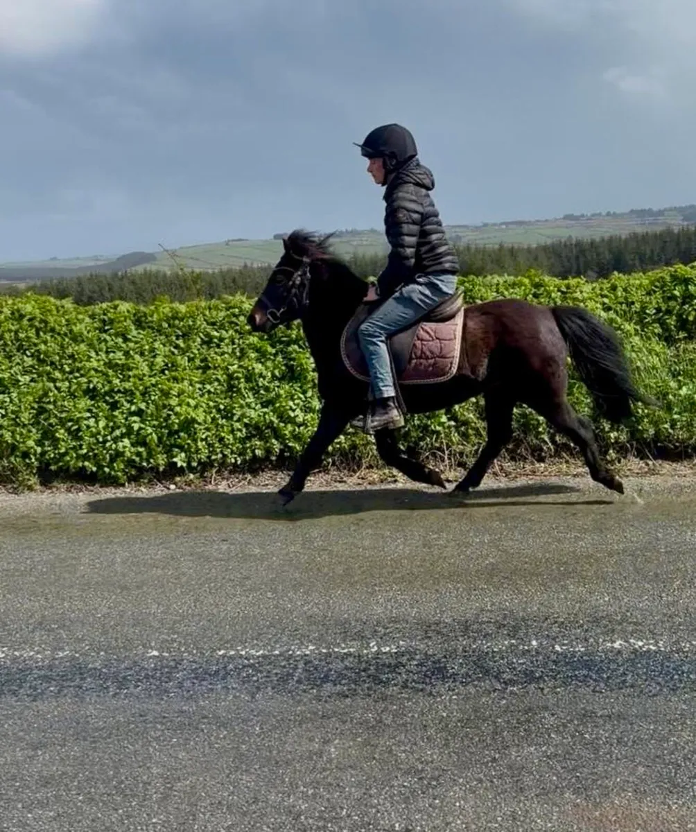 Perfect begginers pony - Image 3