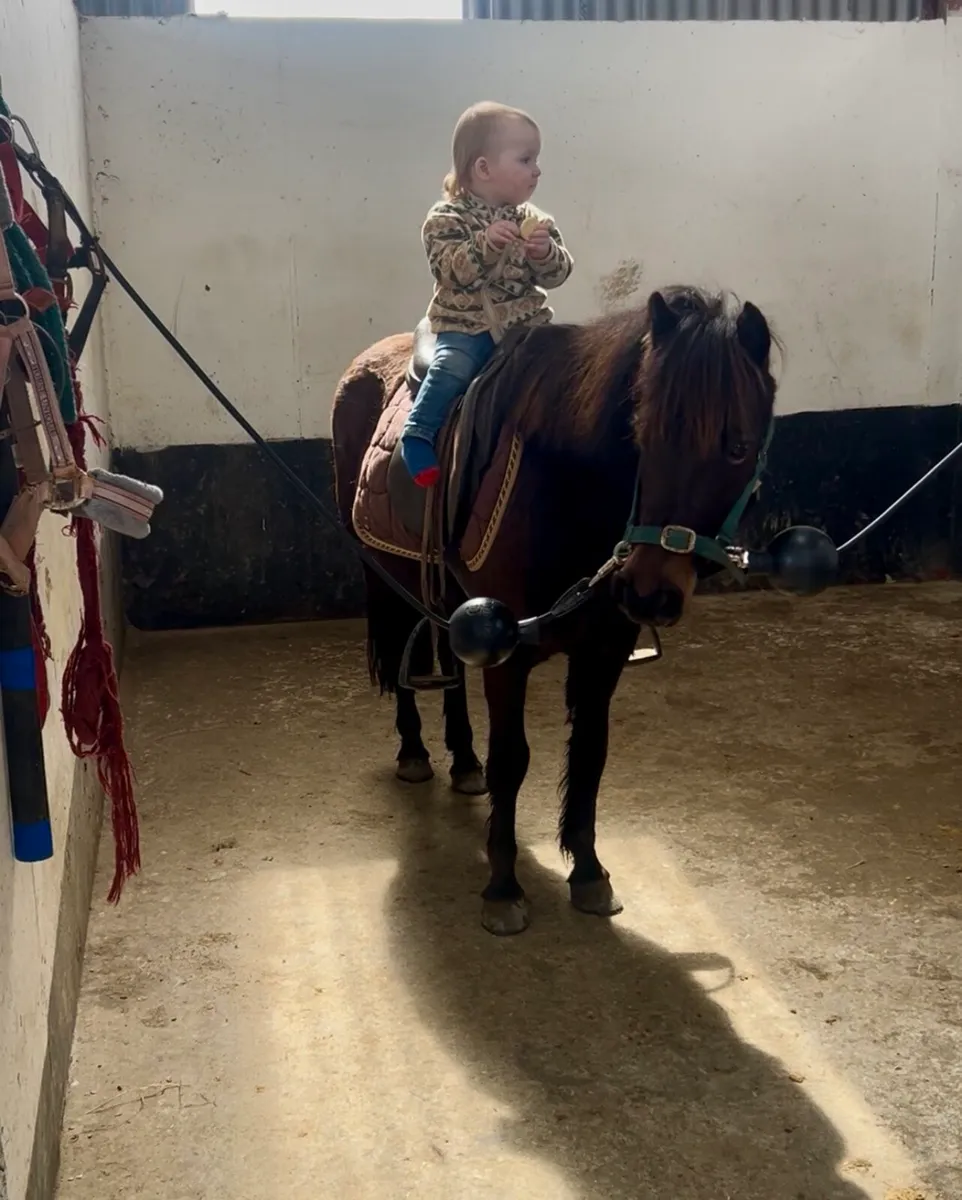 Perfect begginers pony - Image 1