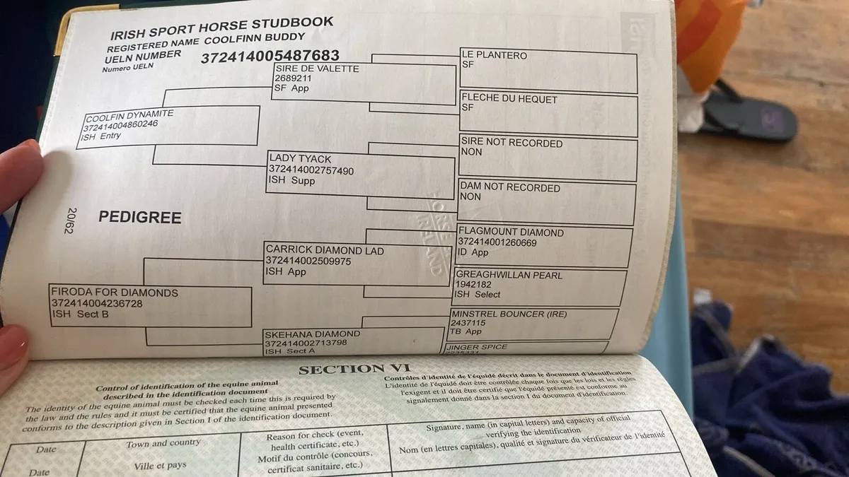 8yr old stallion - Image 4