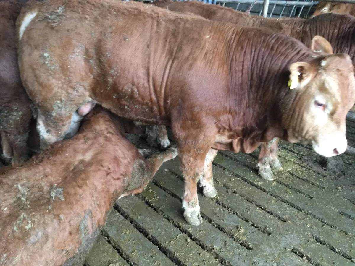 Pedigree registered Limousin Bulls - Image 2