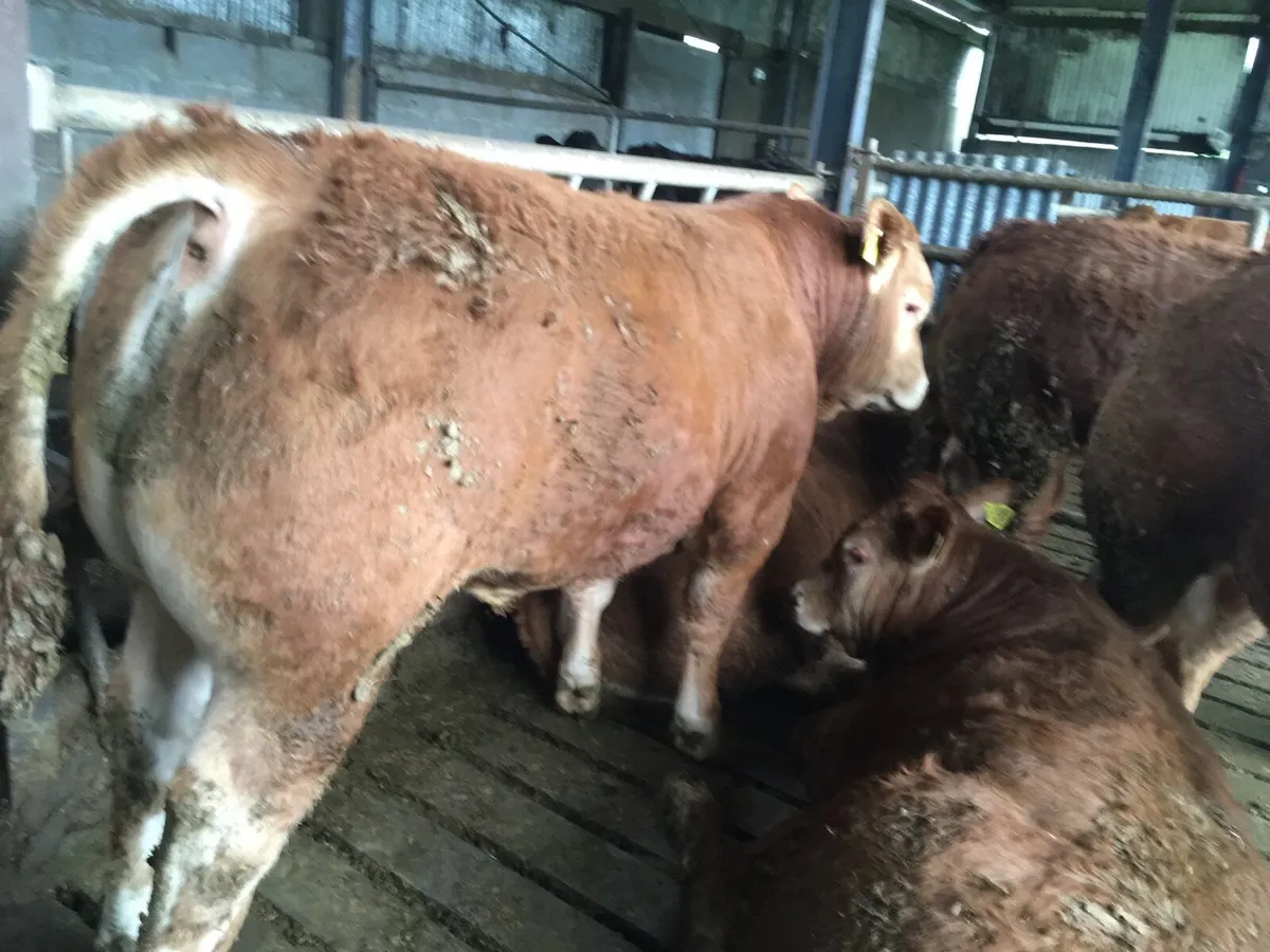 Pedigree registered Limousin Bulls - Image 3