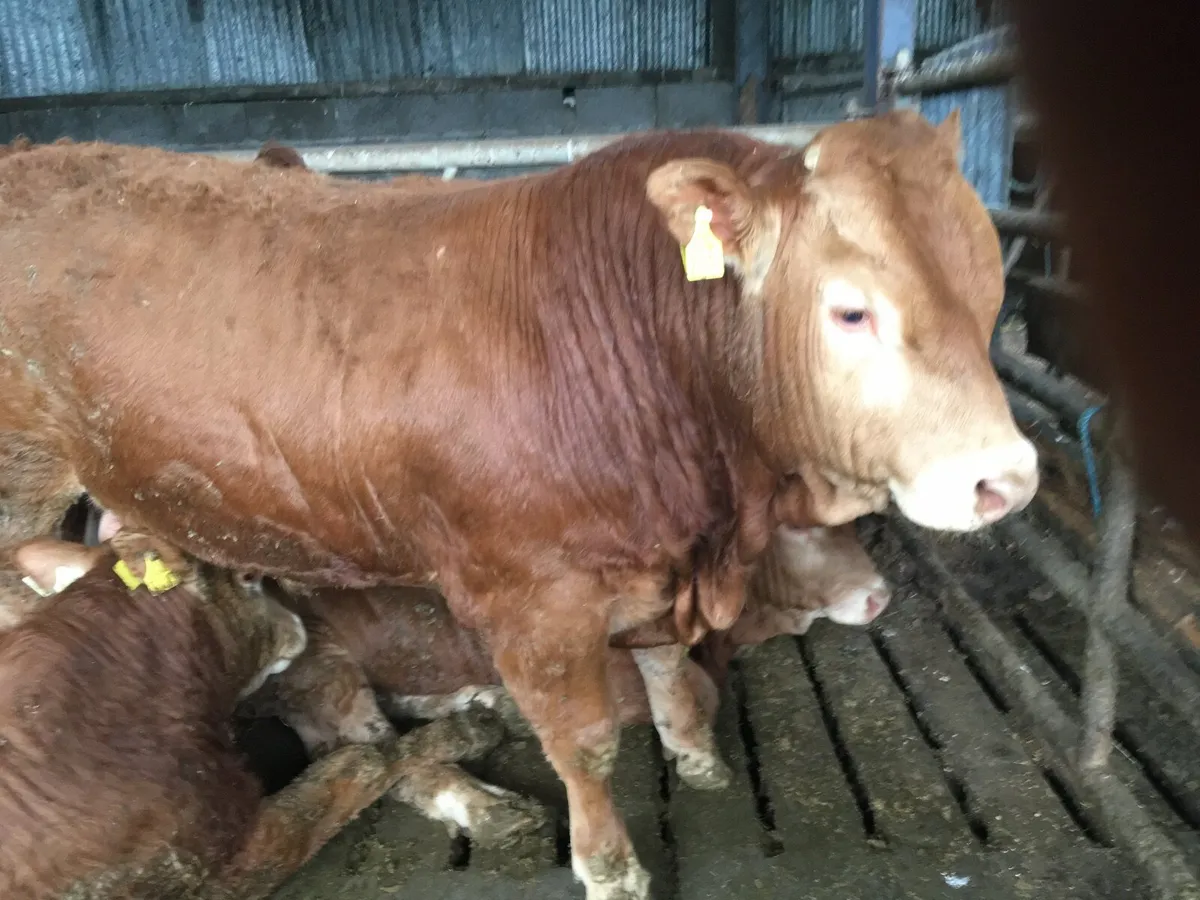 Pedigree registered Limousin Bulls - Image 4