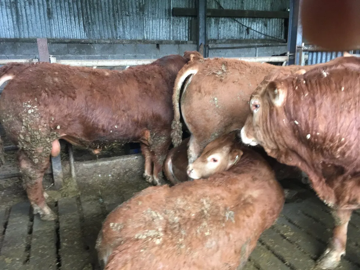 Pedigree registered Limousin Bulls - Image 1