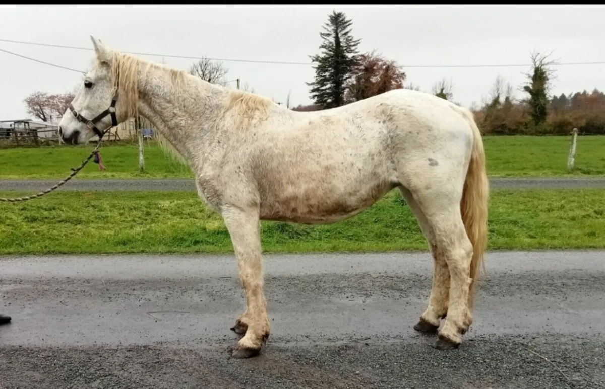 Connemara broodmare  ..Class1.. - Image 1