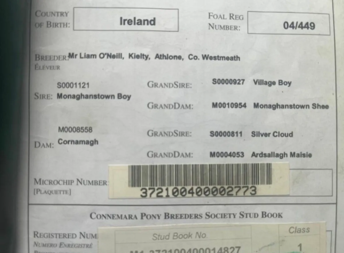 Connemara broodmare  ..Class1.. - Image 2