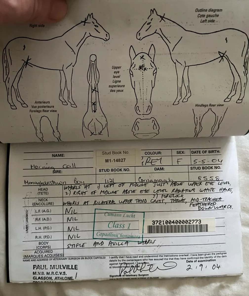 Connemara broodmare  ..Class1.. - Image 3