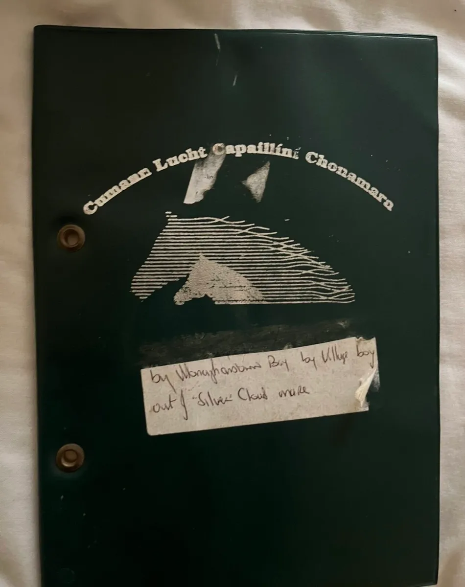 Connemara broodmare  ..Class1.. - Image 4