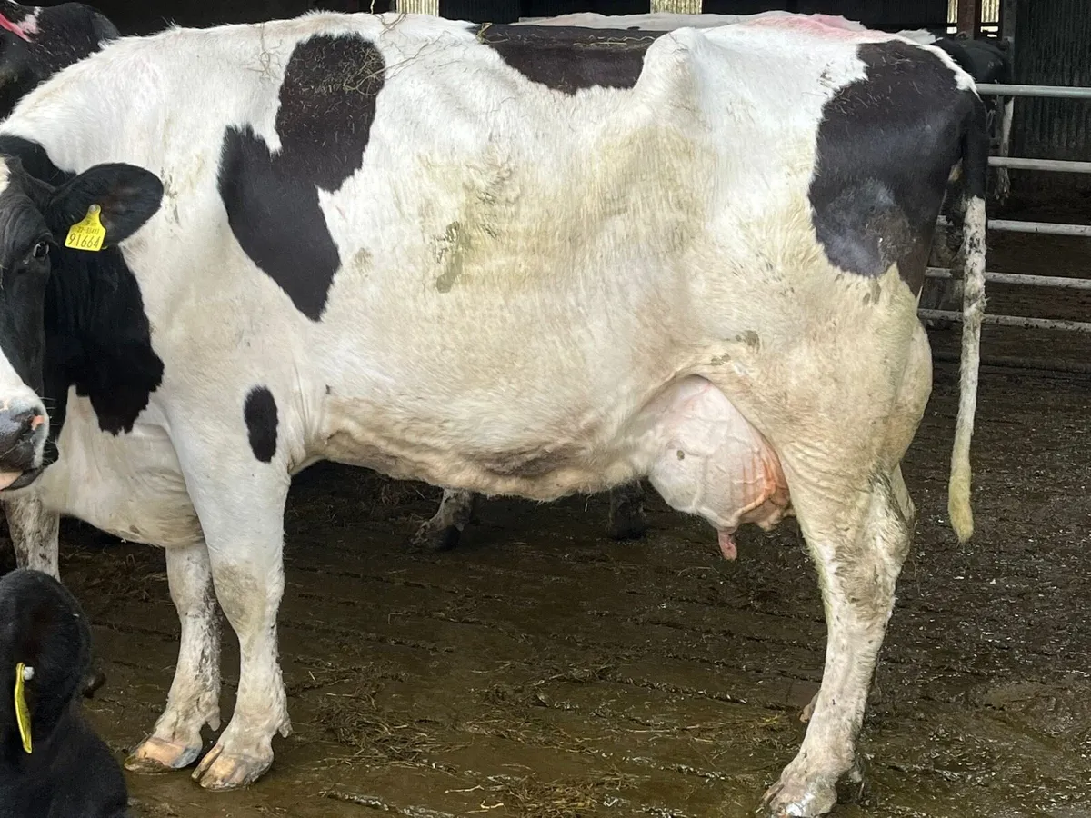Clearance sale of 30 Freisan cows - Image 2