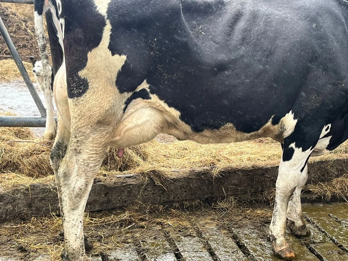 Clearance sale of 30 Freisan cows - Image 4