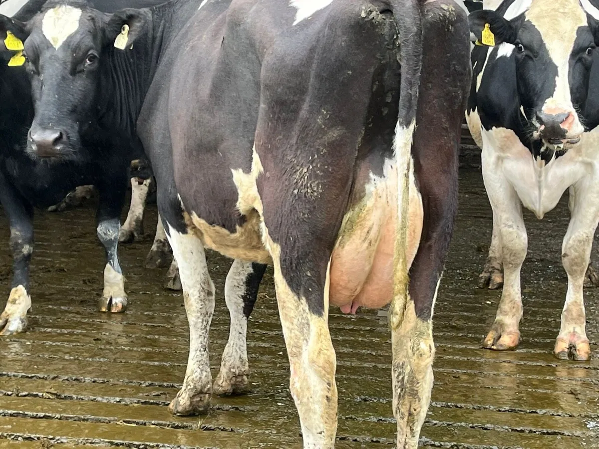 Clearance sale of 30 Freisan cows - Image 3