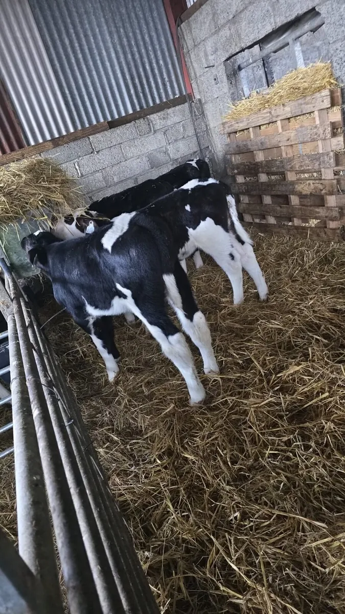 Freisan and Hereford calves - Image 3