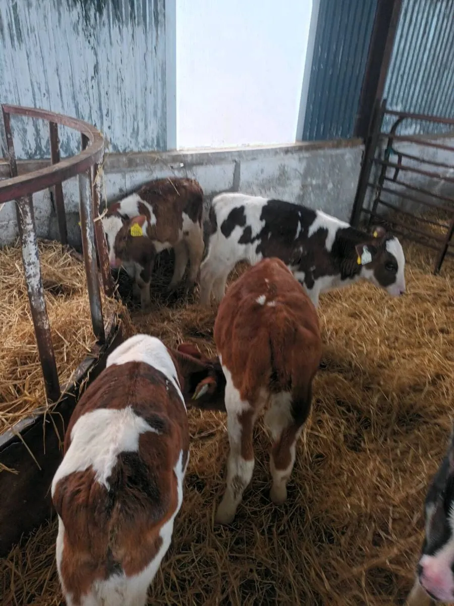 5 strong calves - Image 1