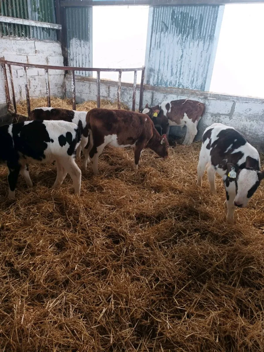 5 strong calves - Image 2