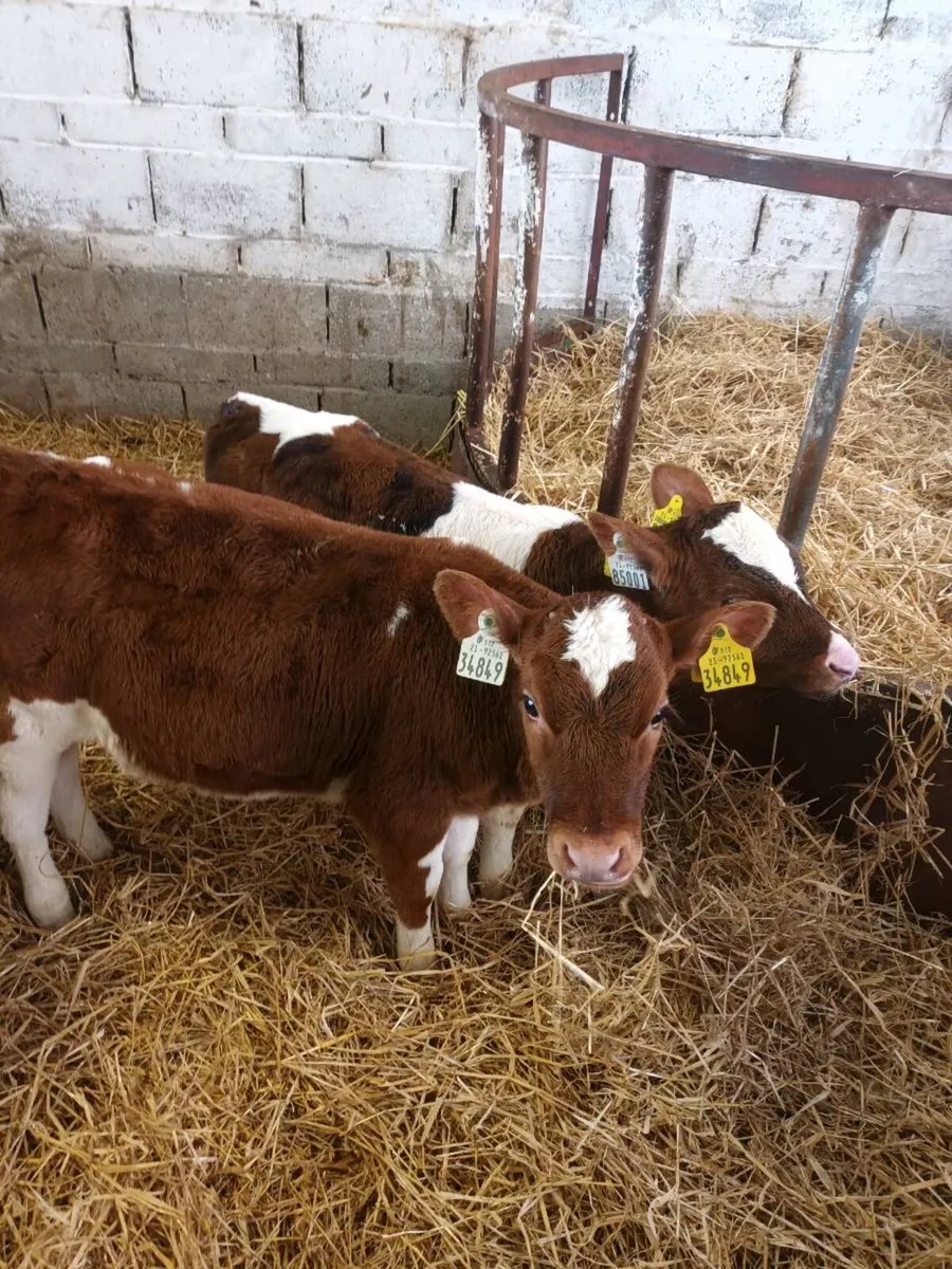5 strong calves - Image 3