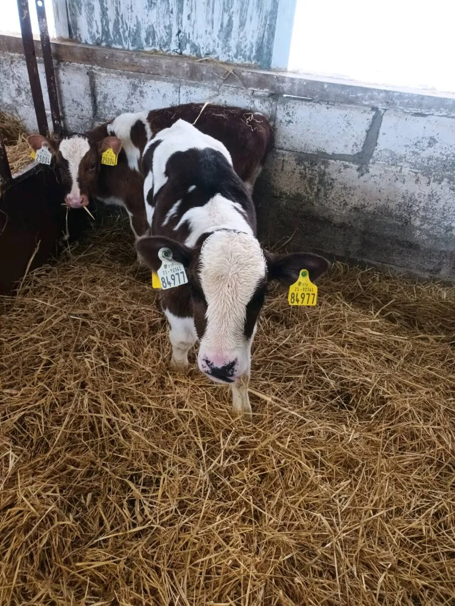 5 strong calves - Image 4