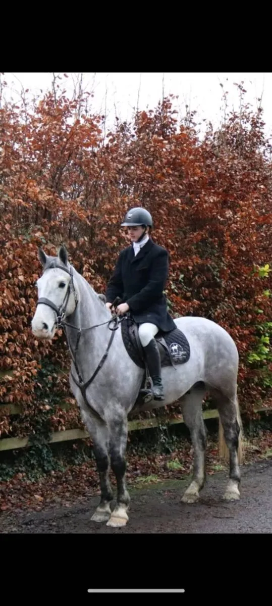 Irish Draught by Gortfree Hero - Image 1