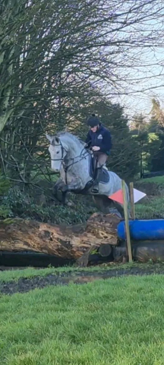 Irish Draught by Gortfree Hero - Image 2