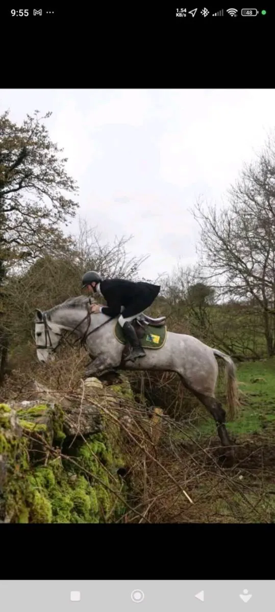 Irish Draught by Gortfree Hero - Image 3