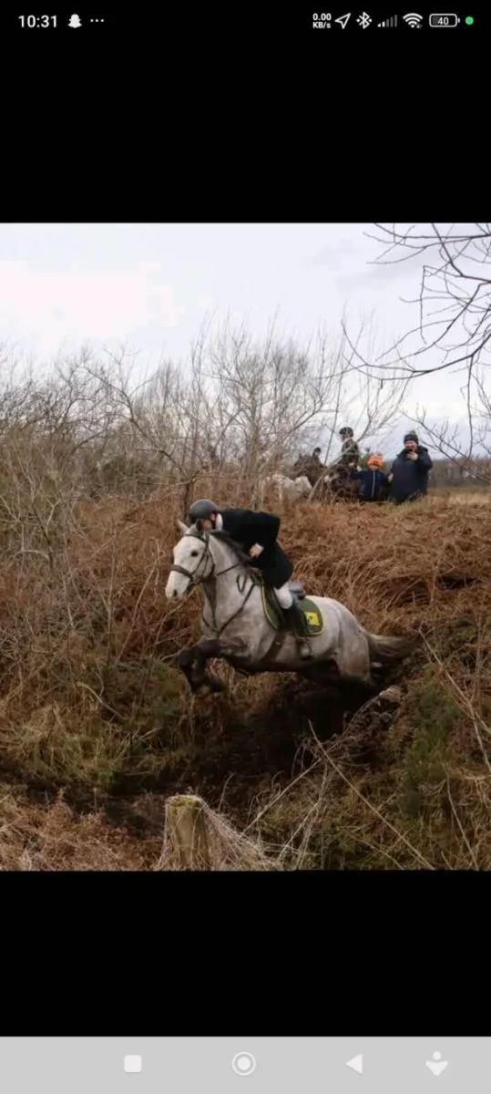 Irish Draught by Gortfree Hero - Image 4