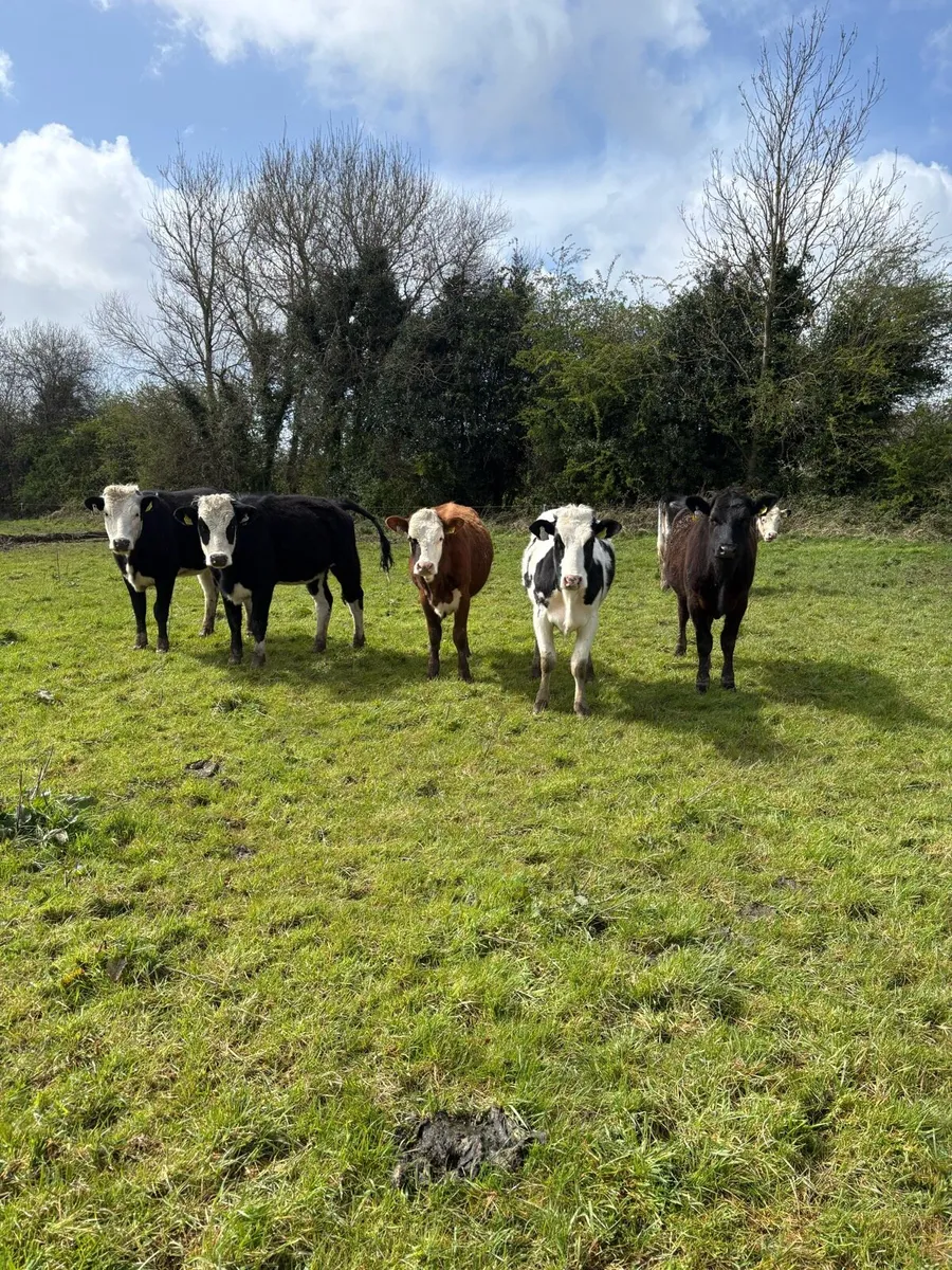 Hefiers breeding or feeding - Image 1