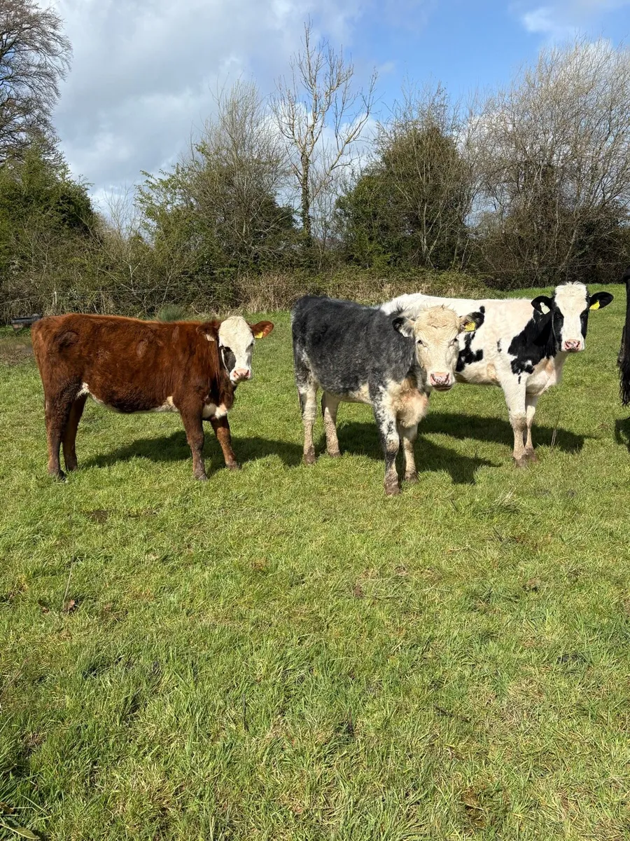 Hefiers breeding or feeding - Image 2