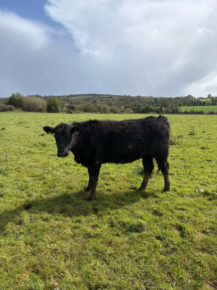 Hefiers breeding or feeding - Image 3