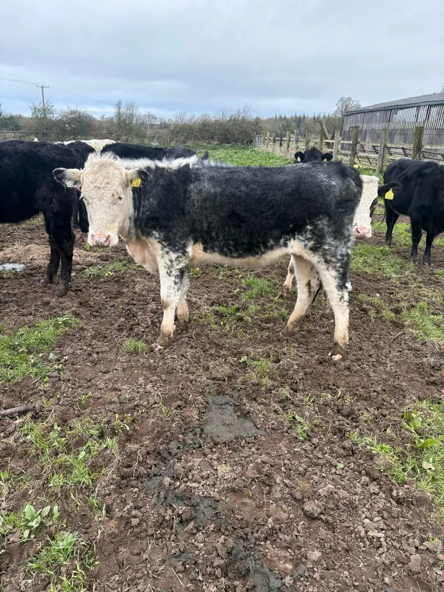 Hefiers breeding or feeding - Image 4