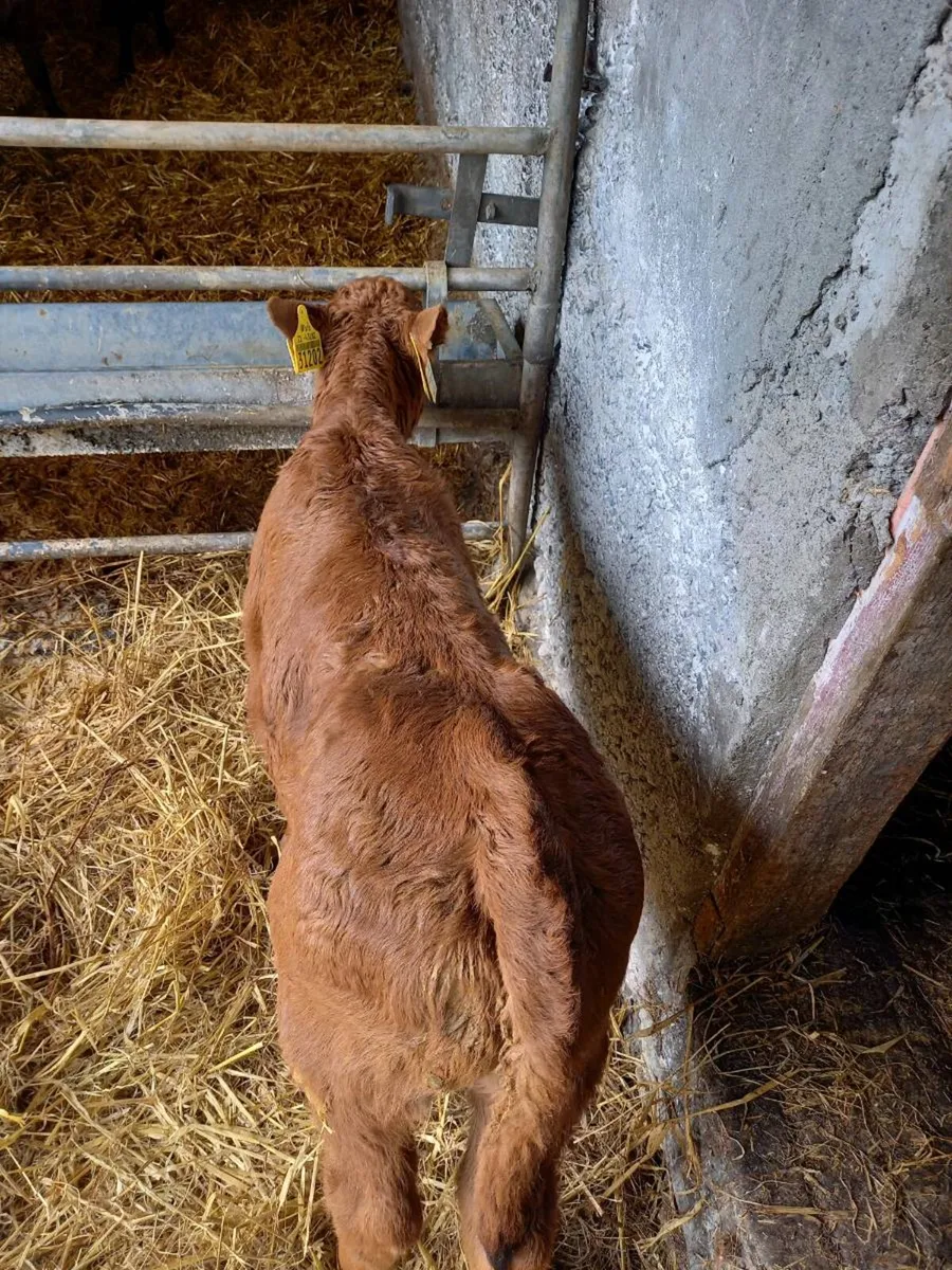 Red Limousin bull - Image 1