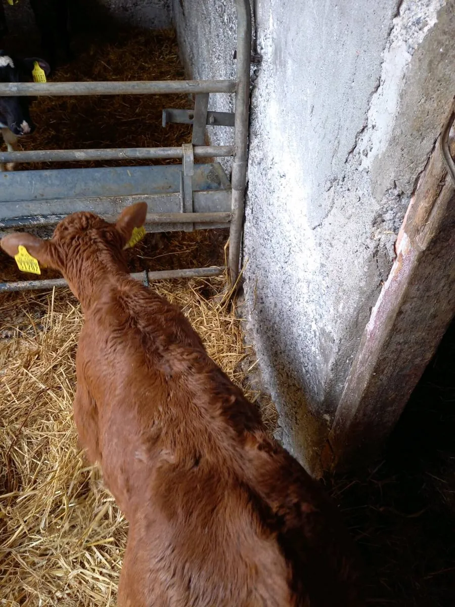 Red Limousin bull - Image 2