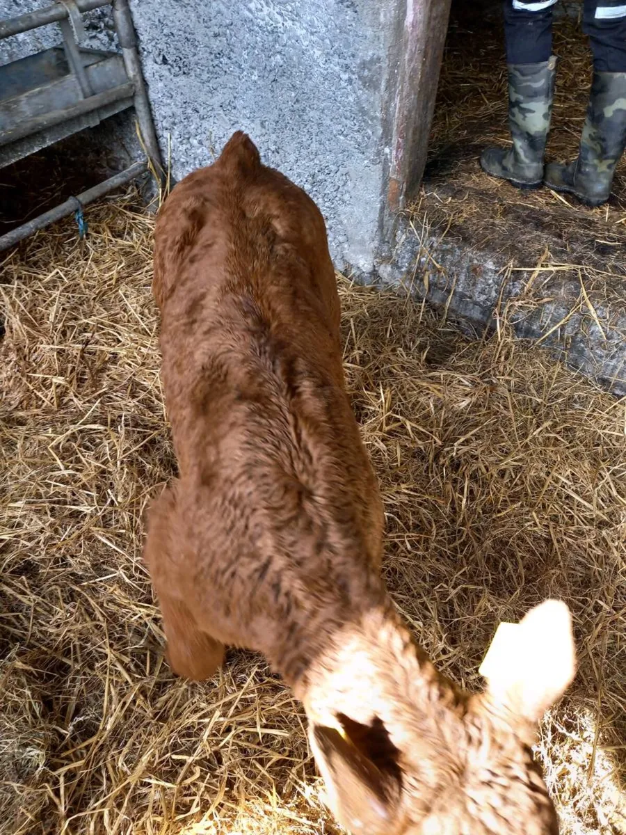 Red Limousin bull - Image 3