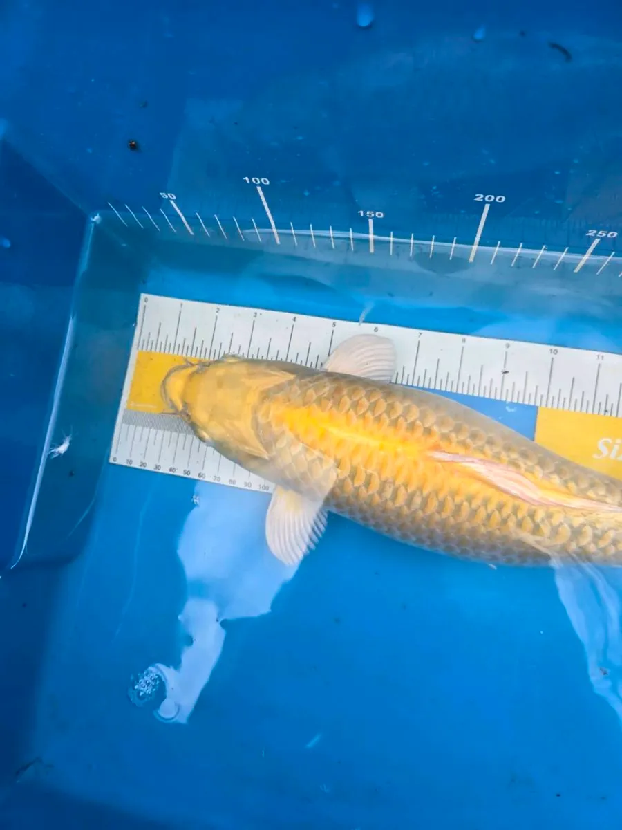 Koi carp for sale - Image 1