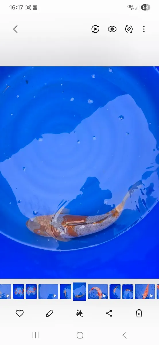 Koi carp for sale - Image 4