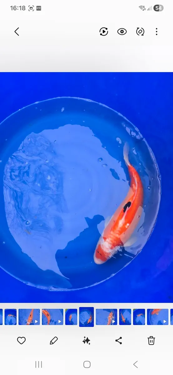 Koi carp for sale - Image 4