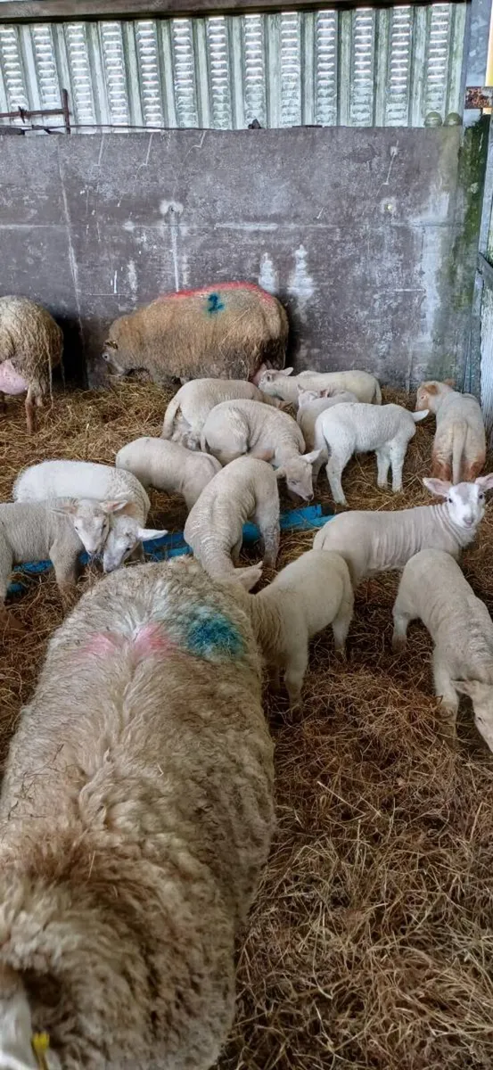 Ewes and strong lambs - Image 1