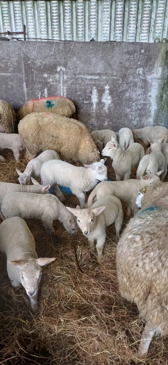 Ewes and strong lambs - Image 2
