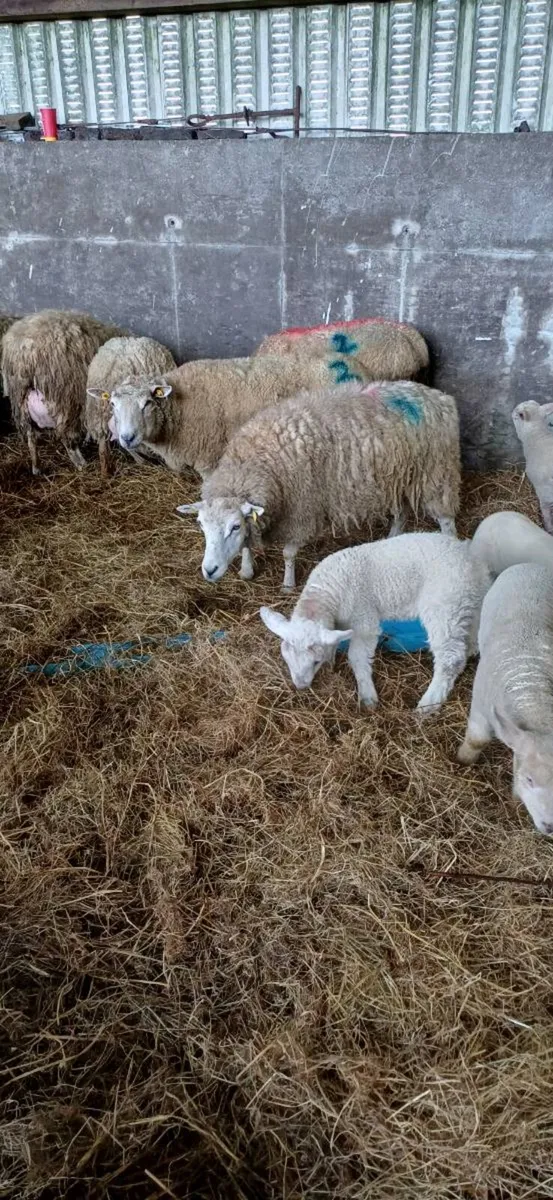 Ewes and strong lambs - Image 3