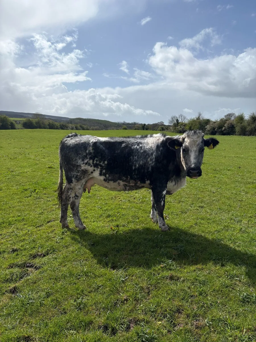 Cows and springers - Image 1