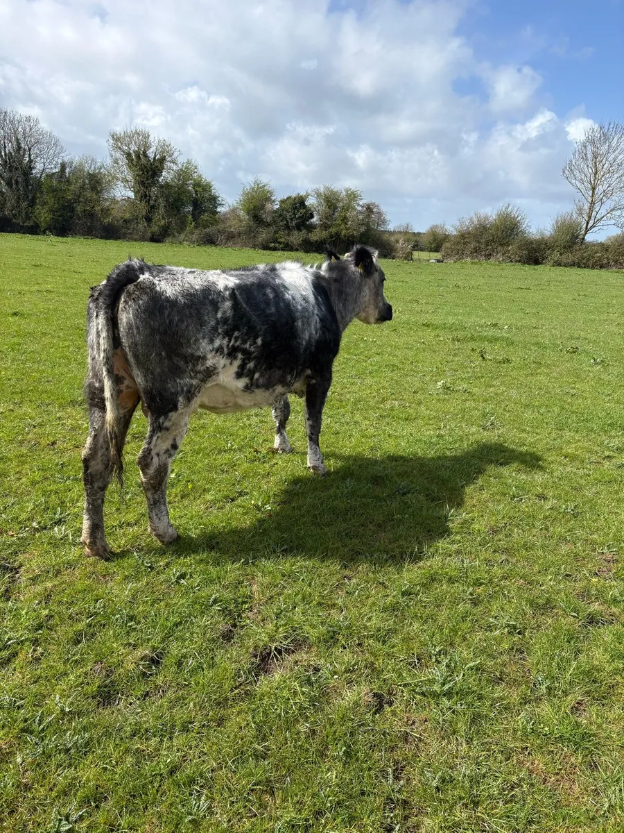 Cows and springers - Image 2