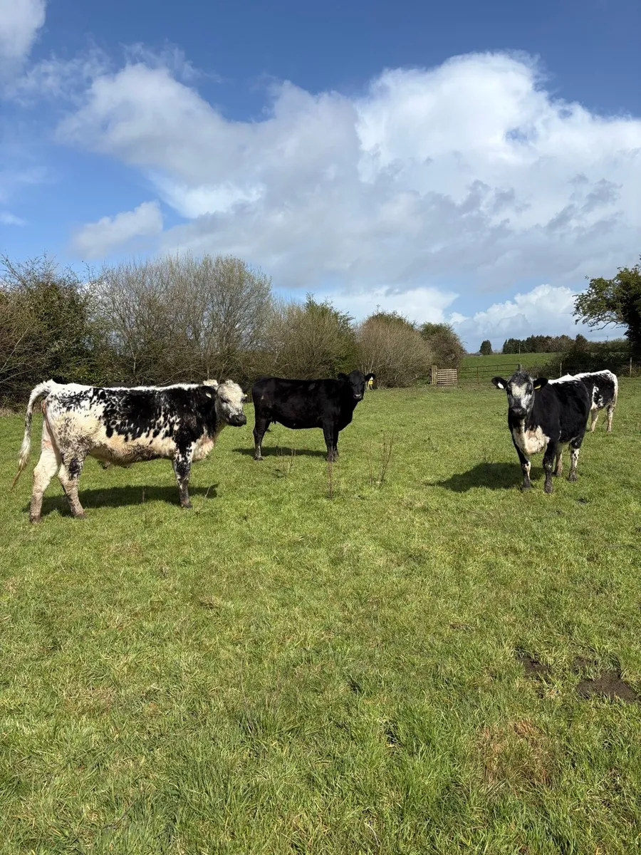 Cows and springers - Image 4