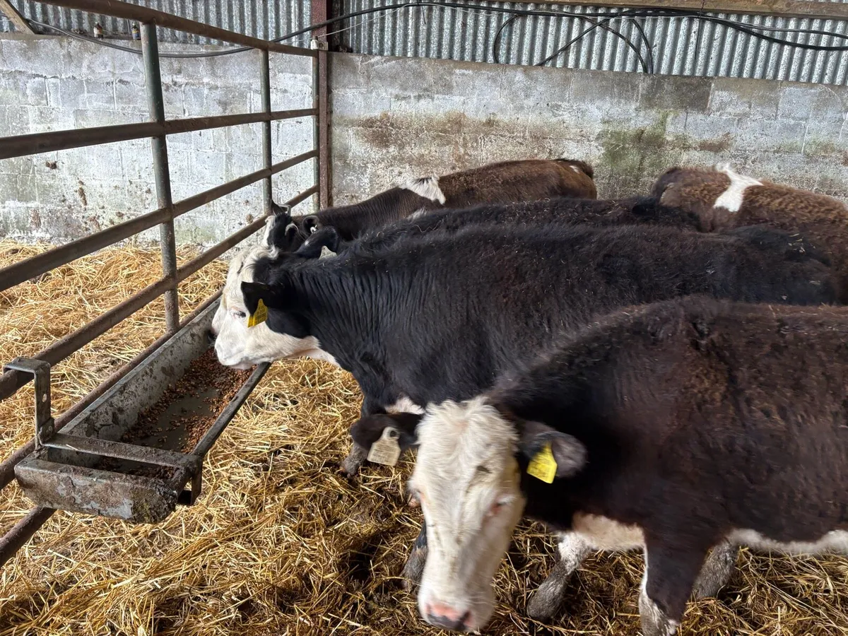 5 heifers - Image 2